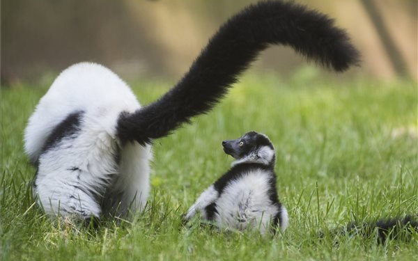 Vari született a Nyíregyházi Állatparkban